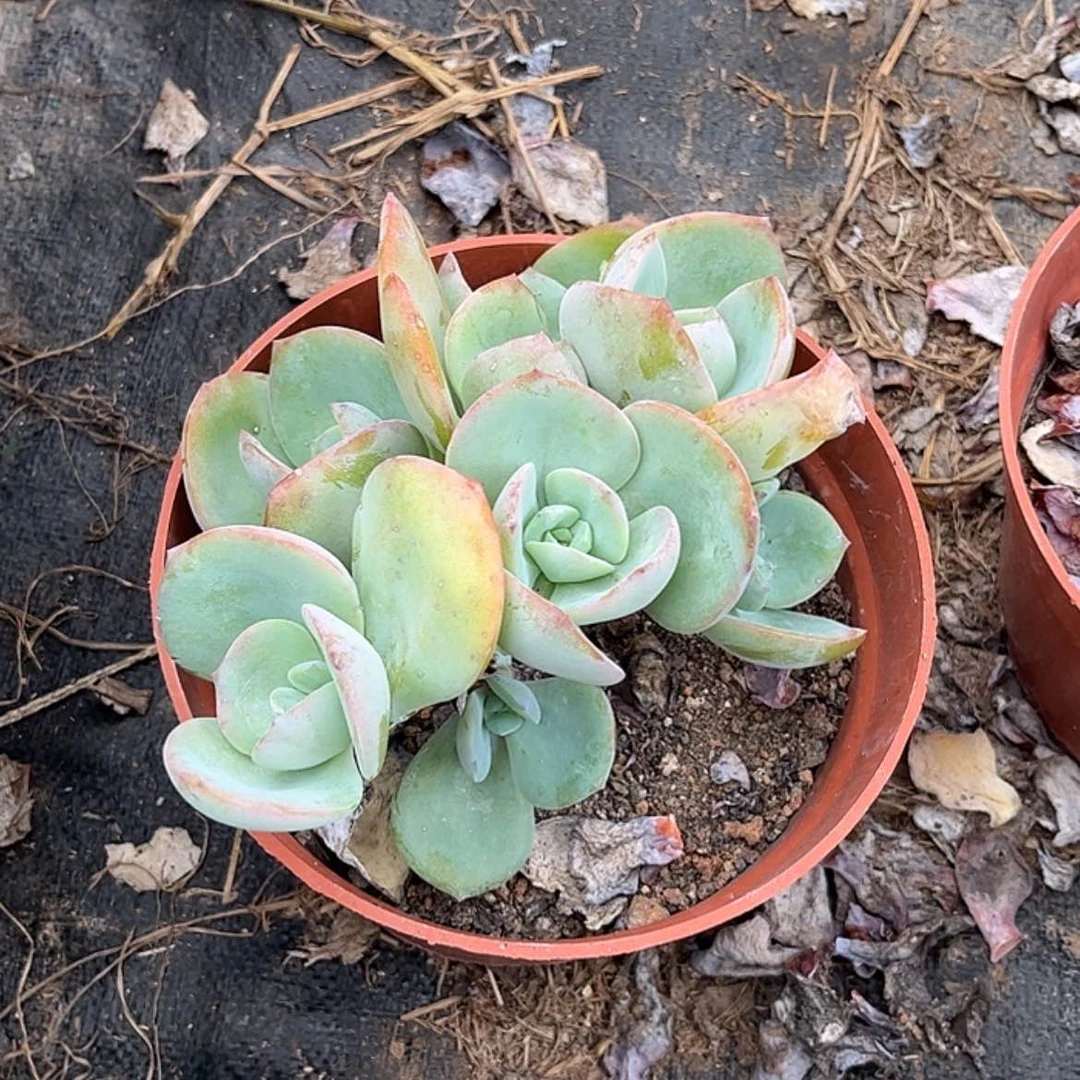 【闪购商品】无花朵1**、