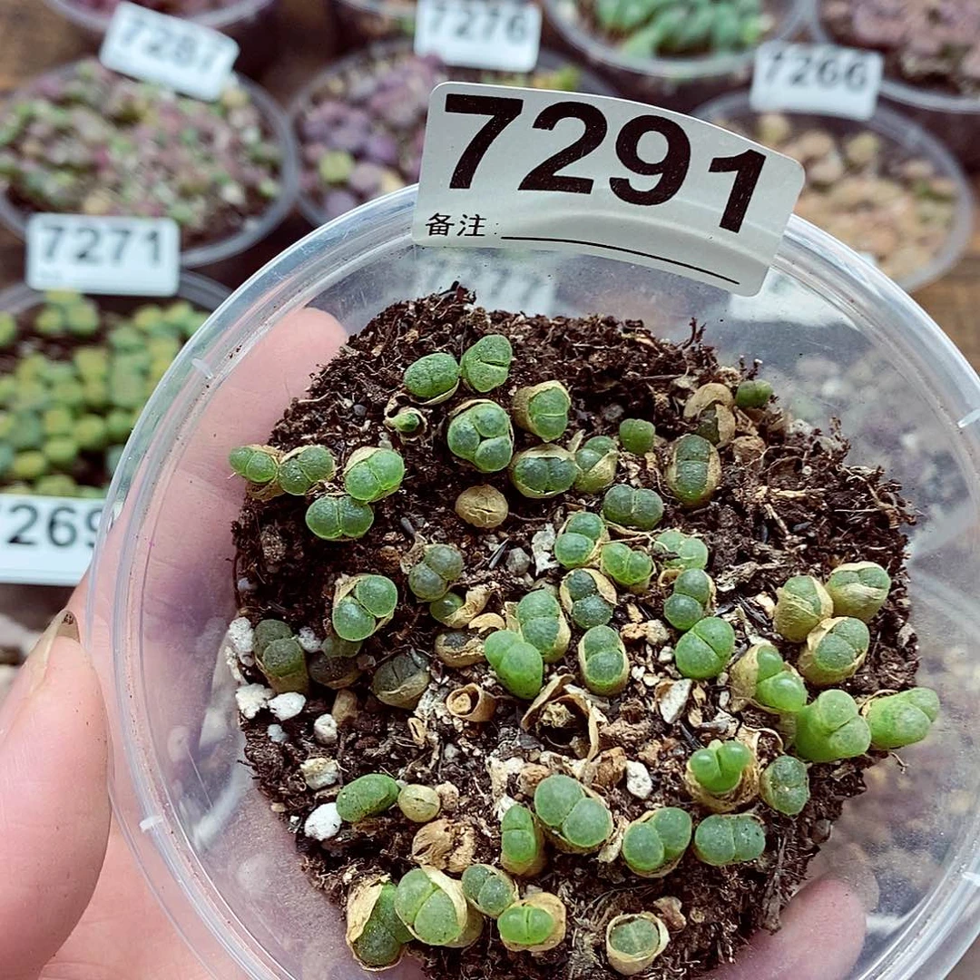 7291樱花风铃里唱