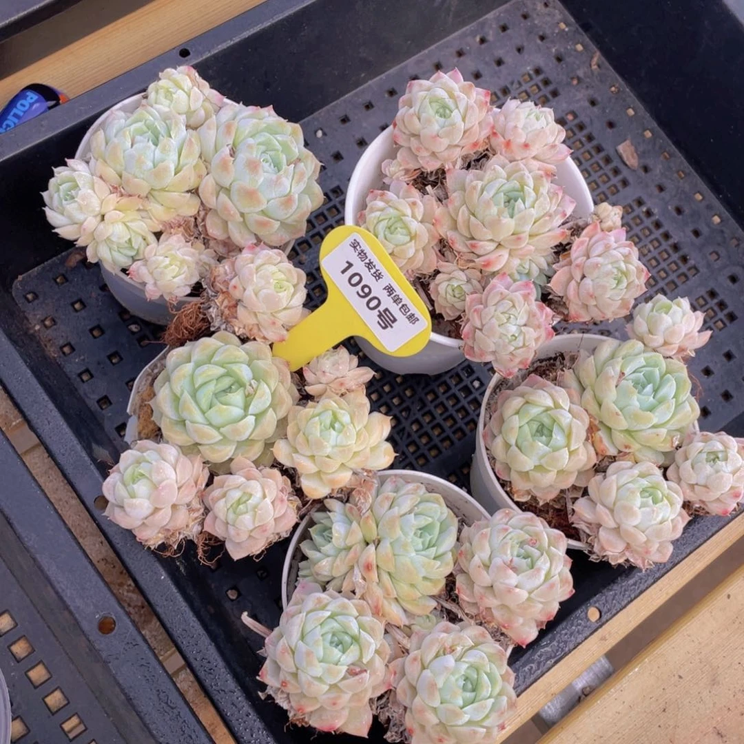 1090号 白月影群生一个不包整