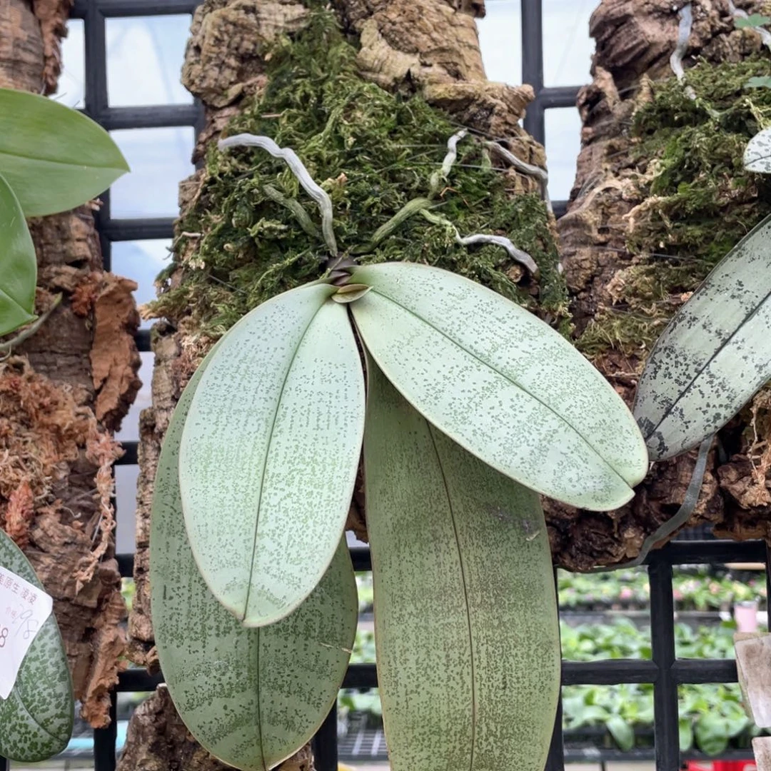当前无花栽培后可以开花swr22JK西交香阿嬷