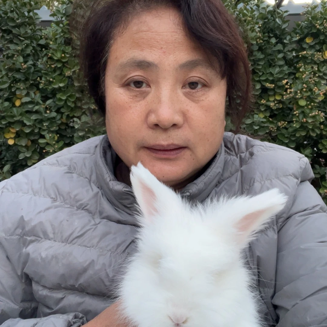 英系安哥拉宠物兔