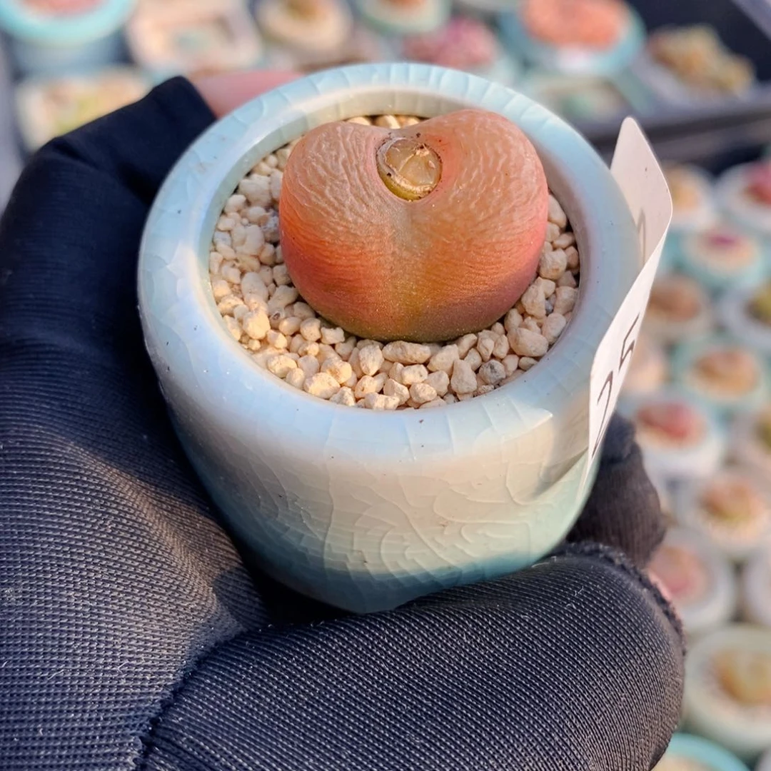 2534 一物一拍 带盆