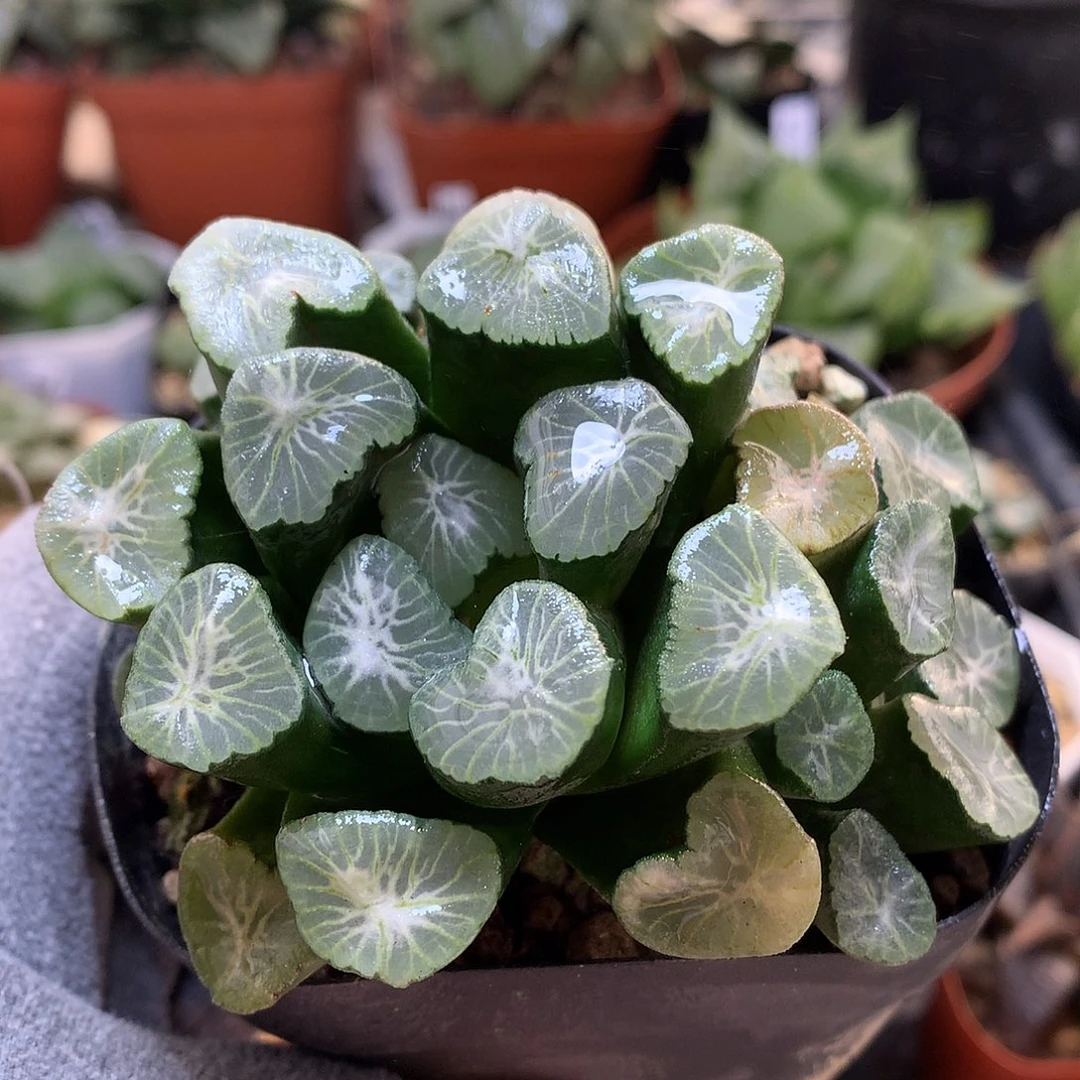 实生美纹万象带很土