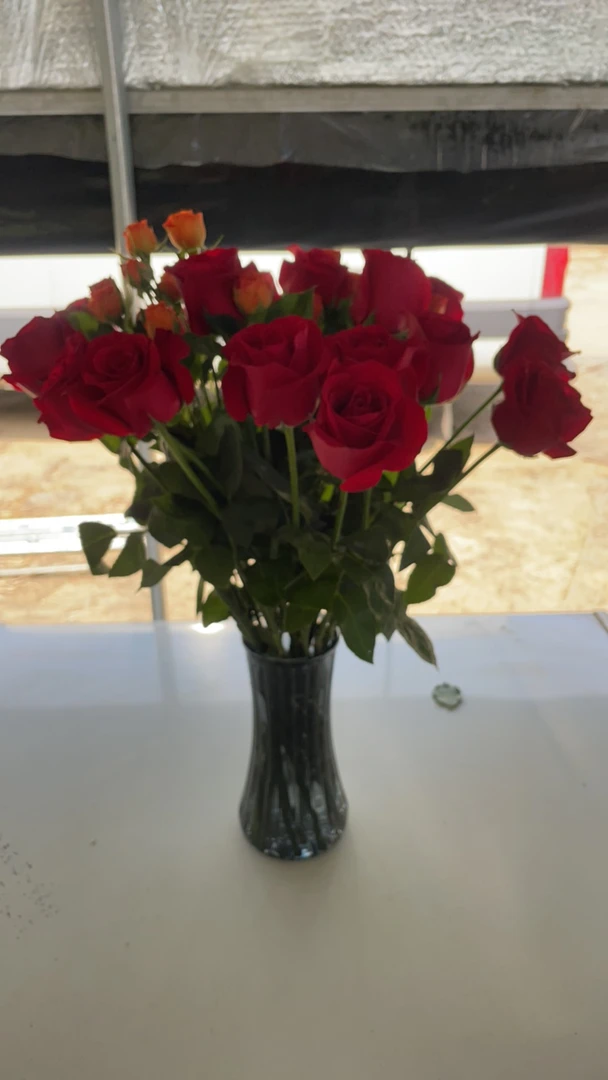 18枝红玫瑰加2枝橙芭比
