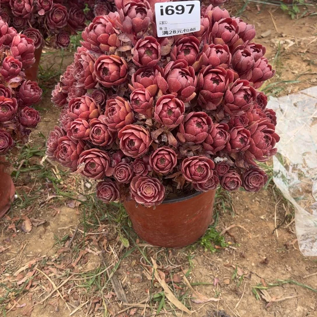 夏**源697桃花石朵朵多肉植物