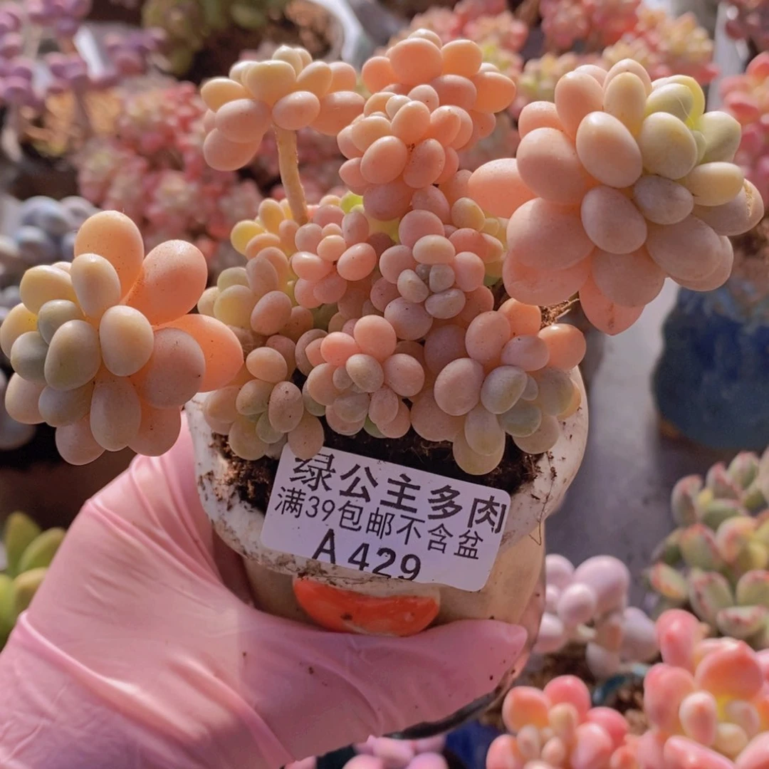 洛可可9cm429多肉植物