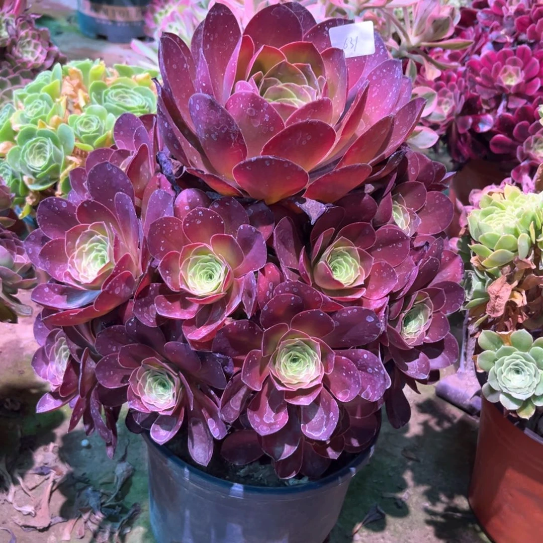 无花朵多肉植物魅金玫瑰631