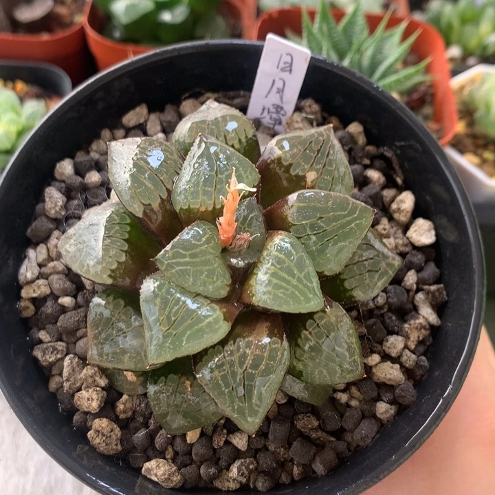 日月潭一物一拍带盆