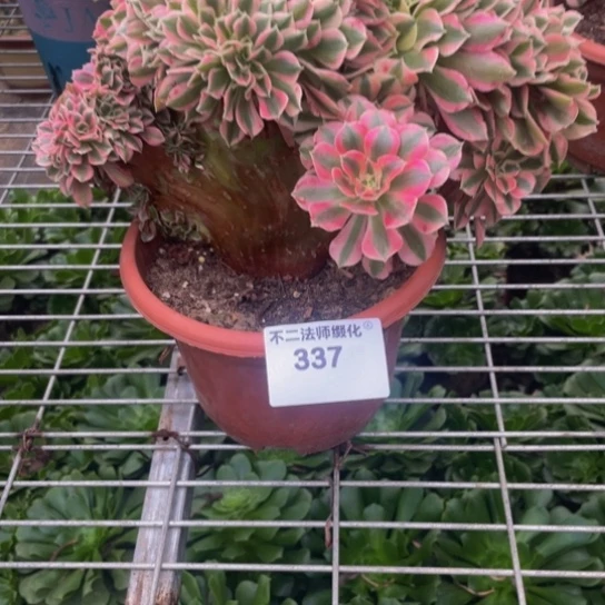 337，粉女巫缀朵朵包邮