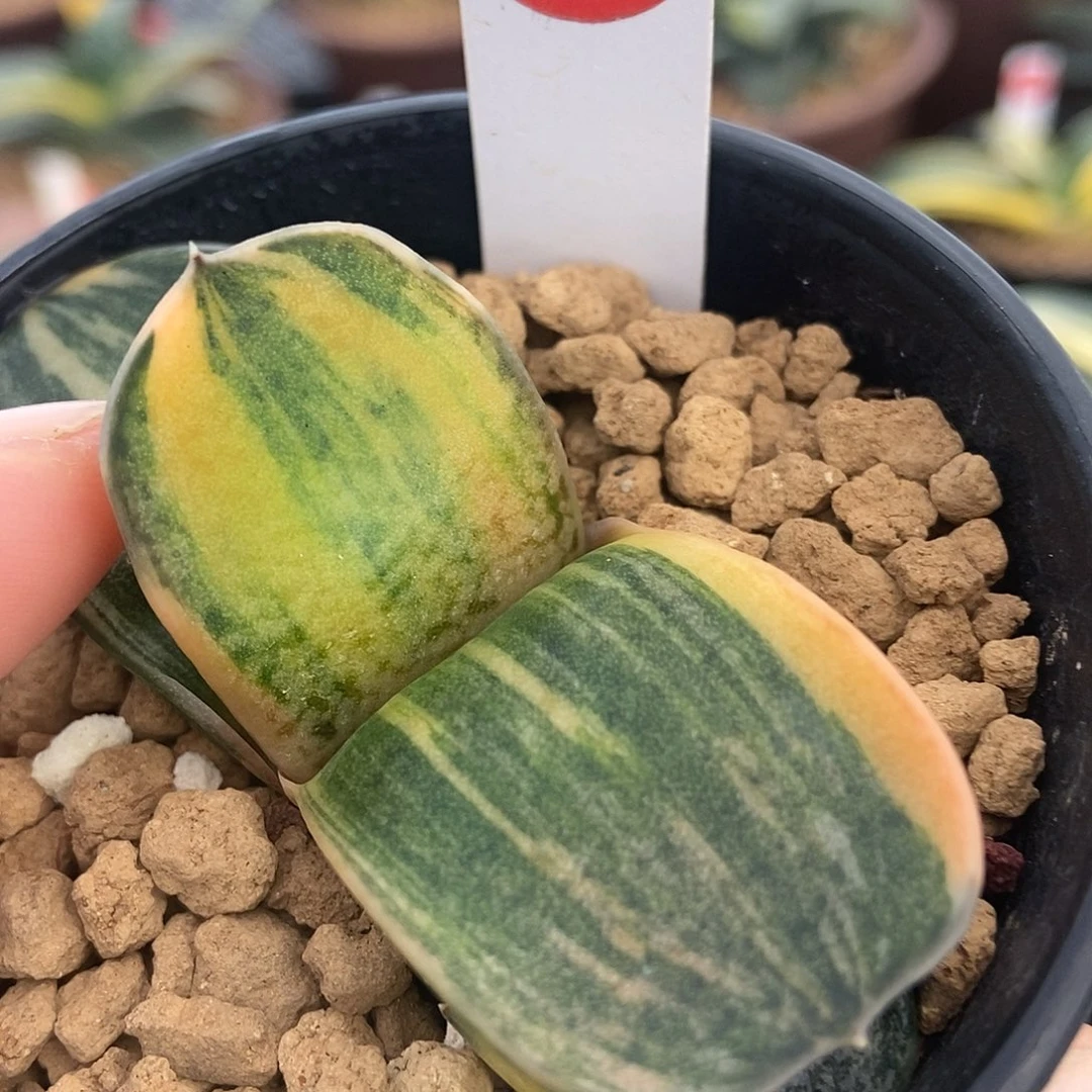 770恐龙锦带盆发货