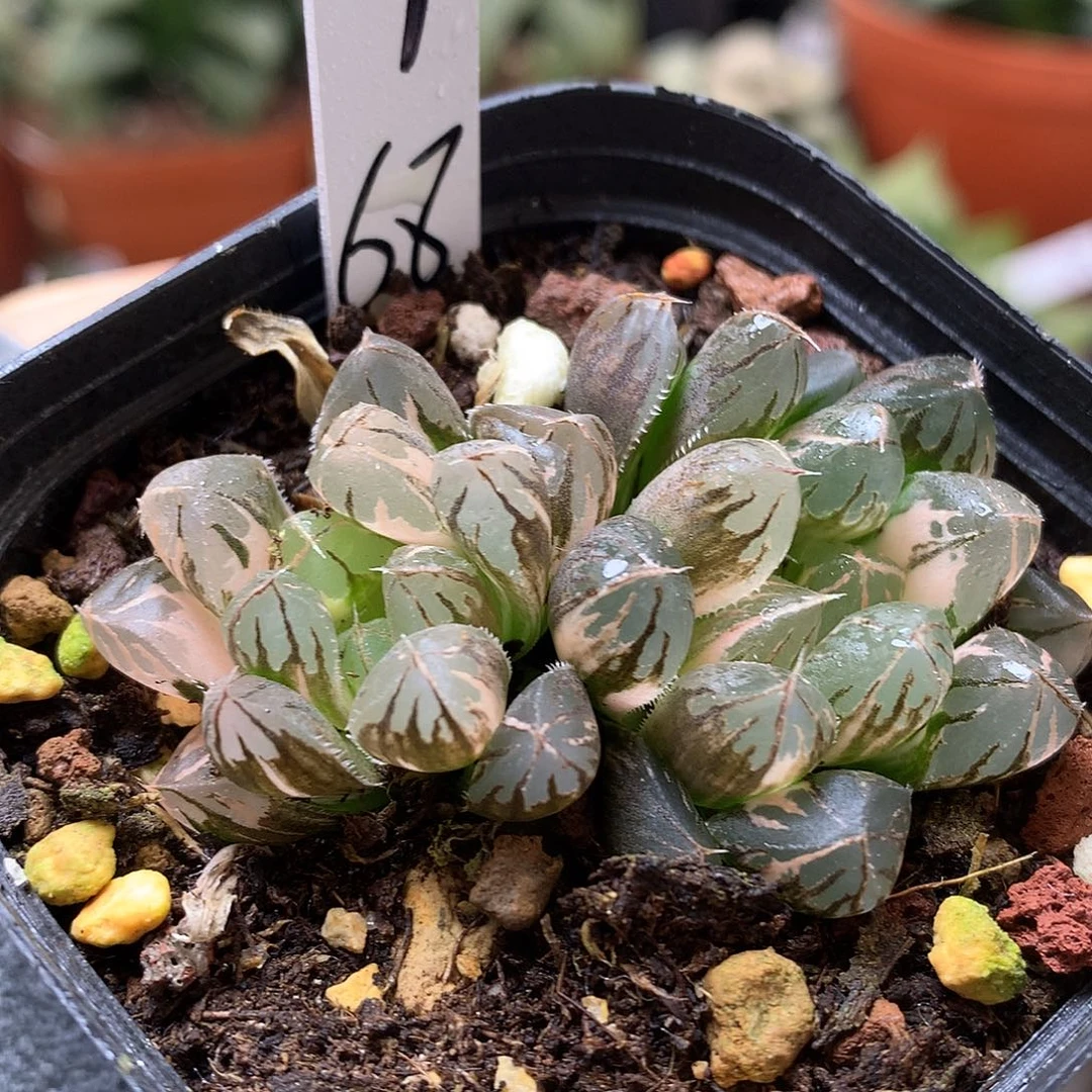 水晶x霓虹灯带盆土