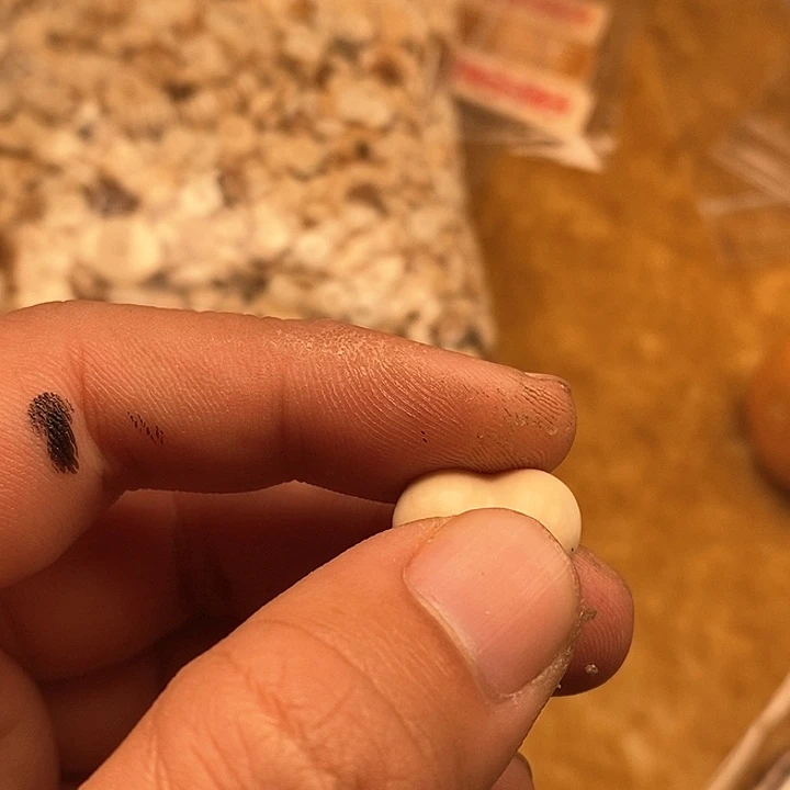 核桃木/黑胡桃（胡桃木）手串/手链看****?扣头