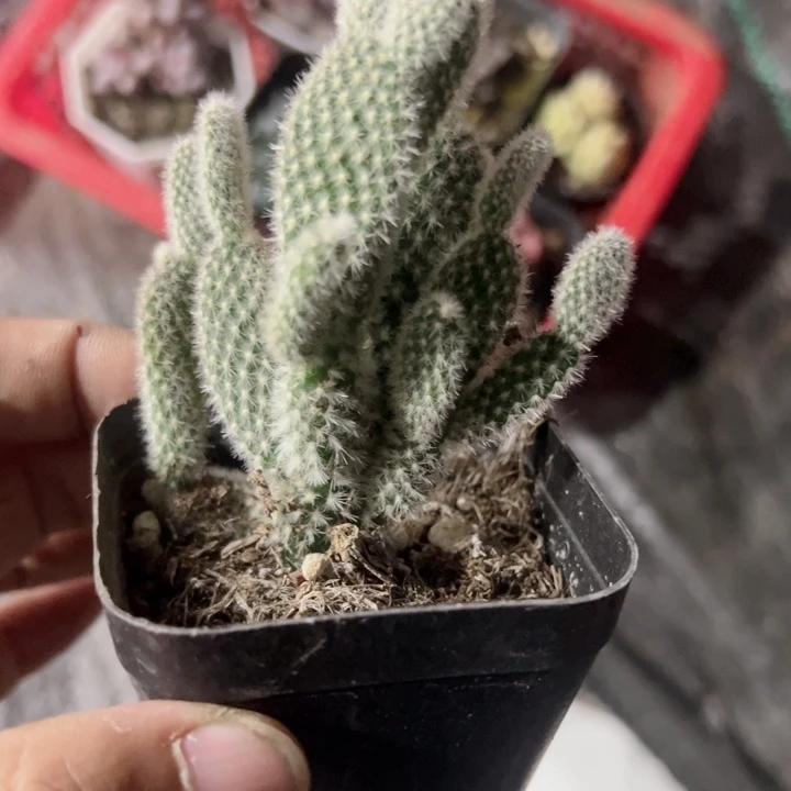 L***I米奇精品多肉植物大战僵尸