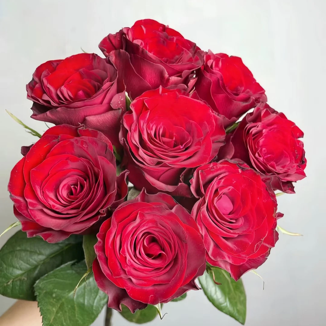 高原红玫瑰花好花有丝绒质感十只＋配草