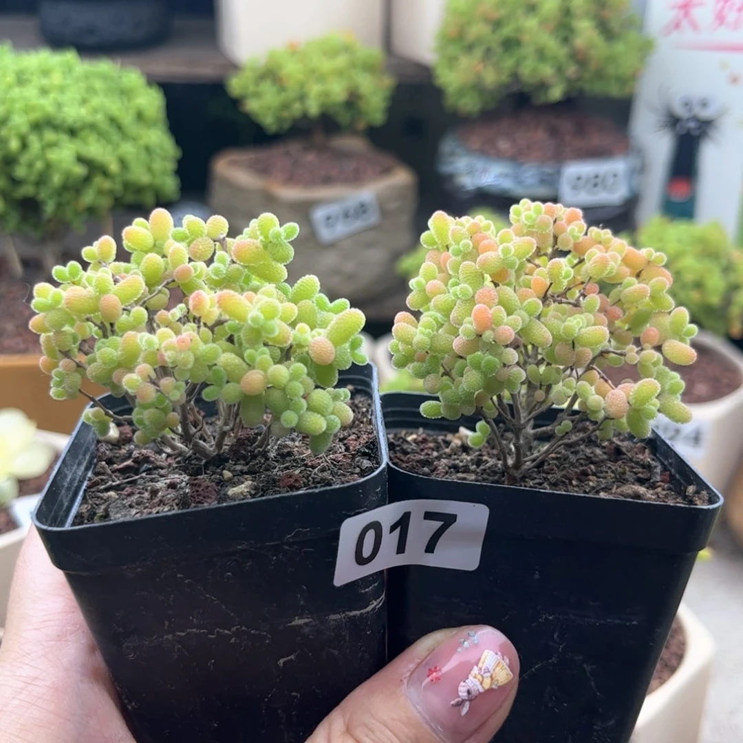 无花朵017蜜桔可爱多肉