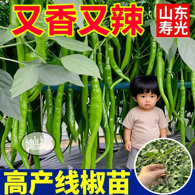 山东寿光线椒辣椒苗秧高产压趴架二荆条美人椒大苗阳台小院种子
