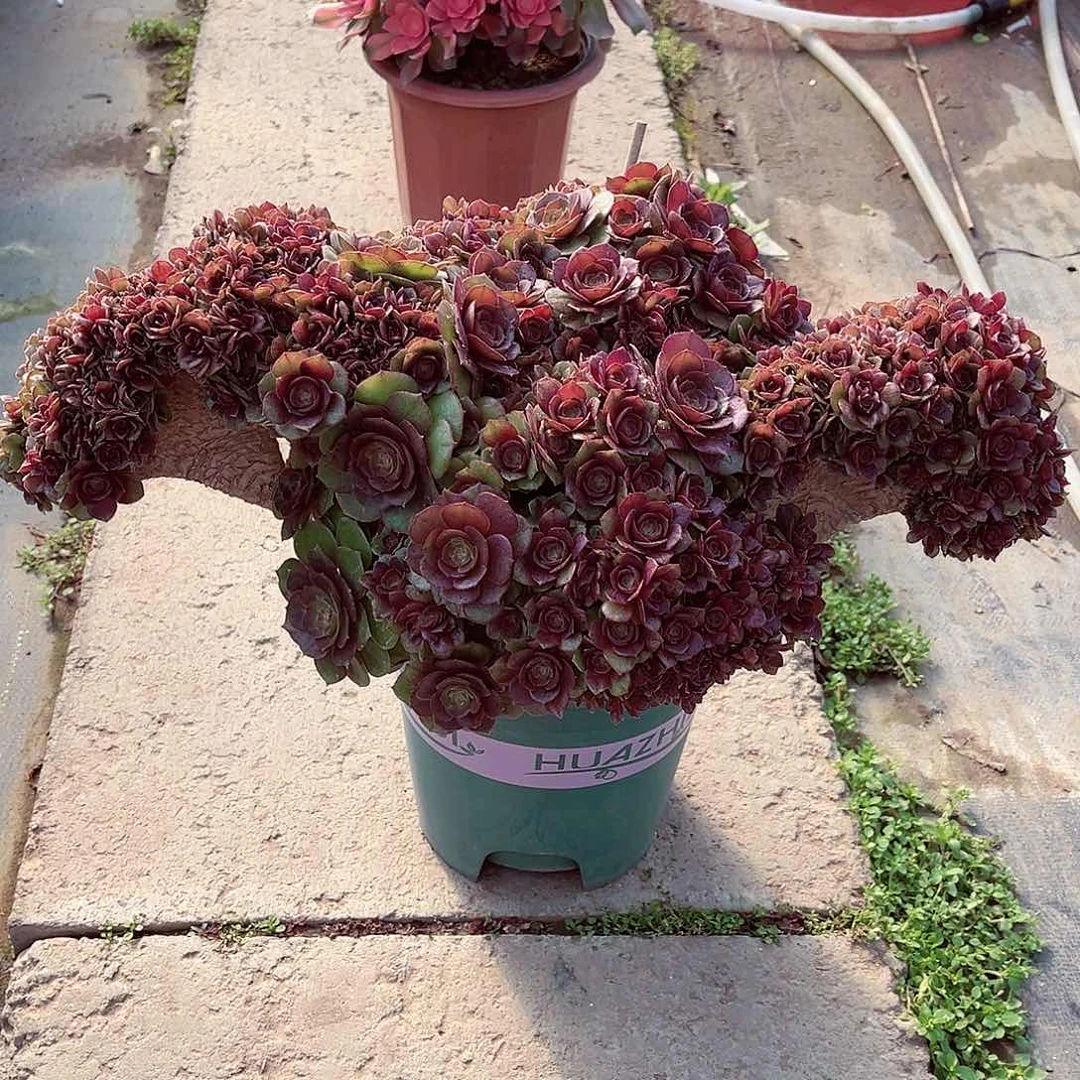 法师缀化漂亮漂亮