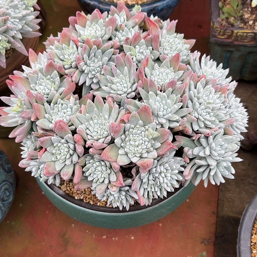 3758塔利娅仙女杯多肉