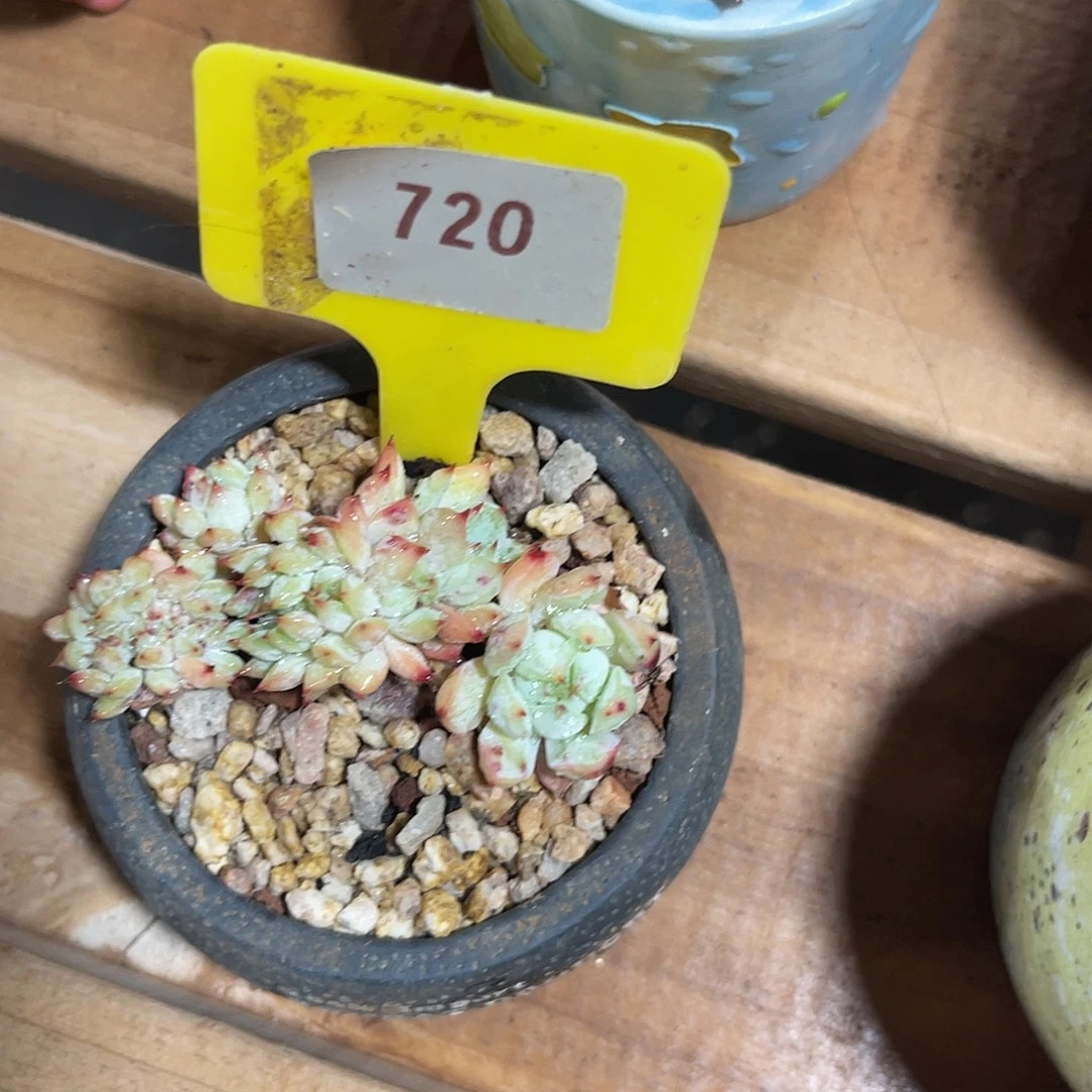 一***梅云尘多肉一物一拍720不含盆