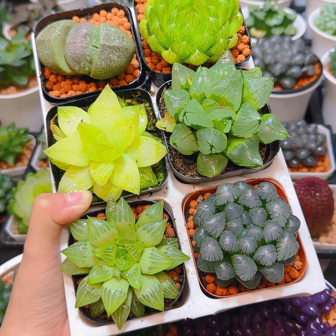 玉露六件套多肉，原盆