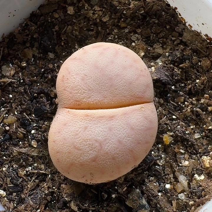 生石花11112。小靴子。  269