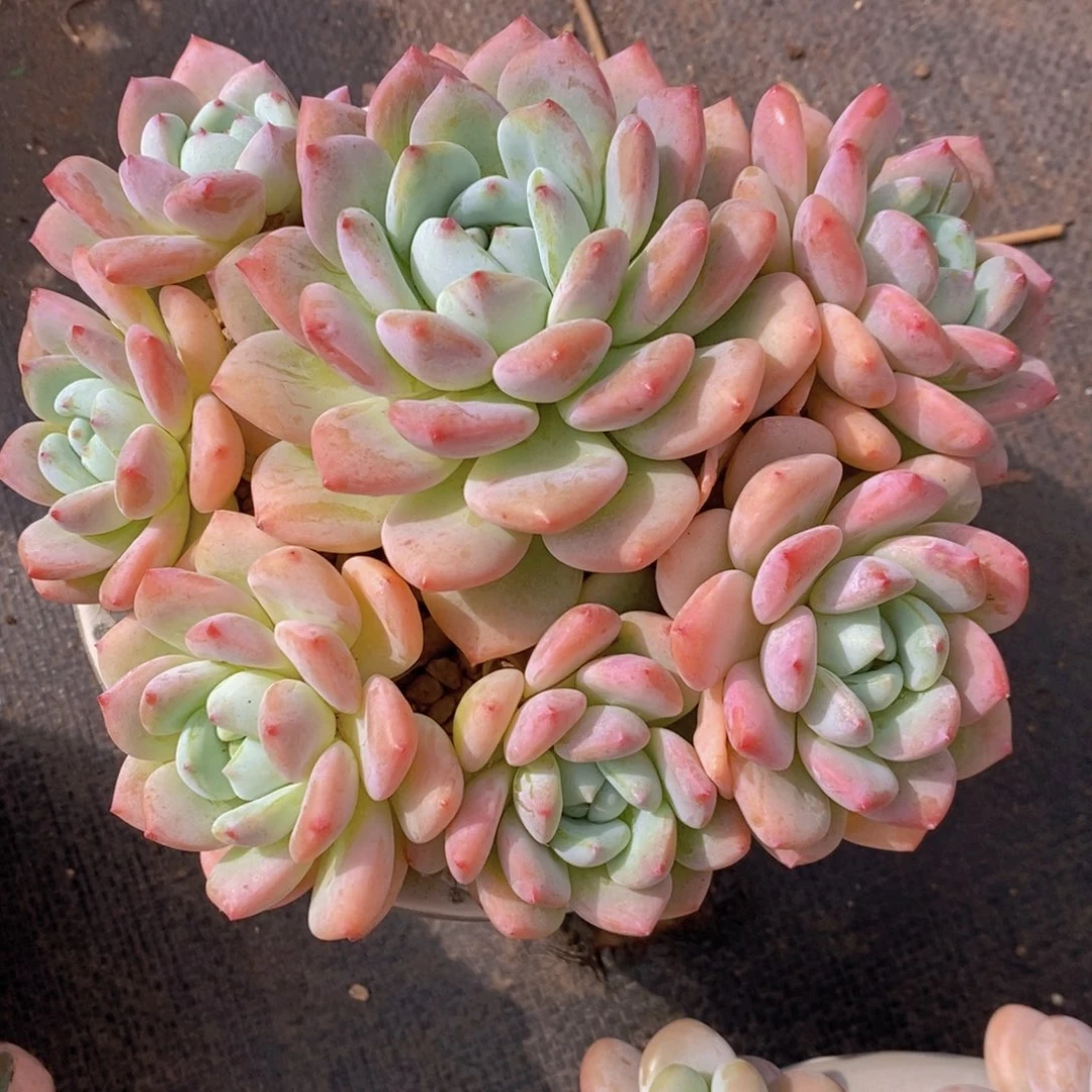 望舒 一物一拍。