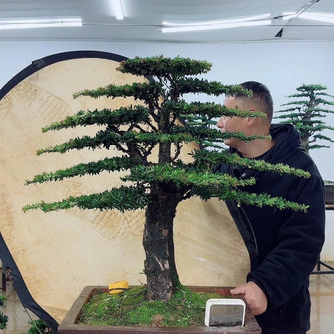 滔***绝无花朵盆景区别对待