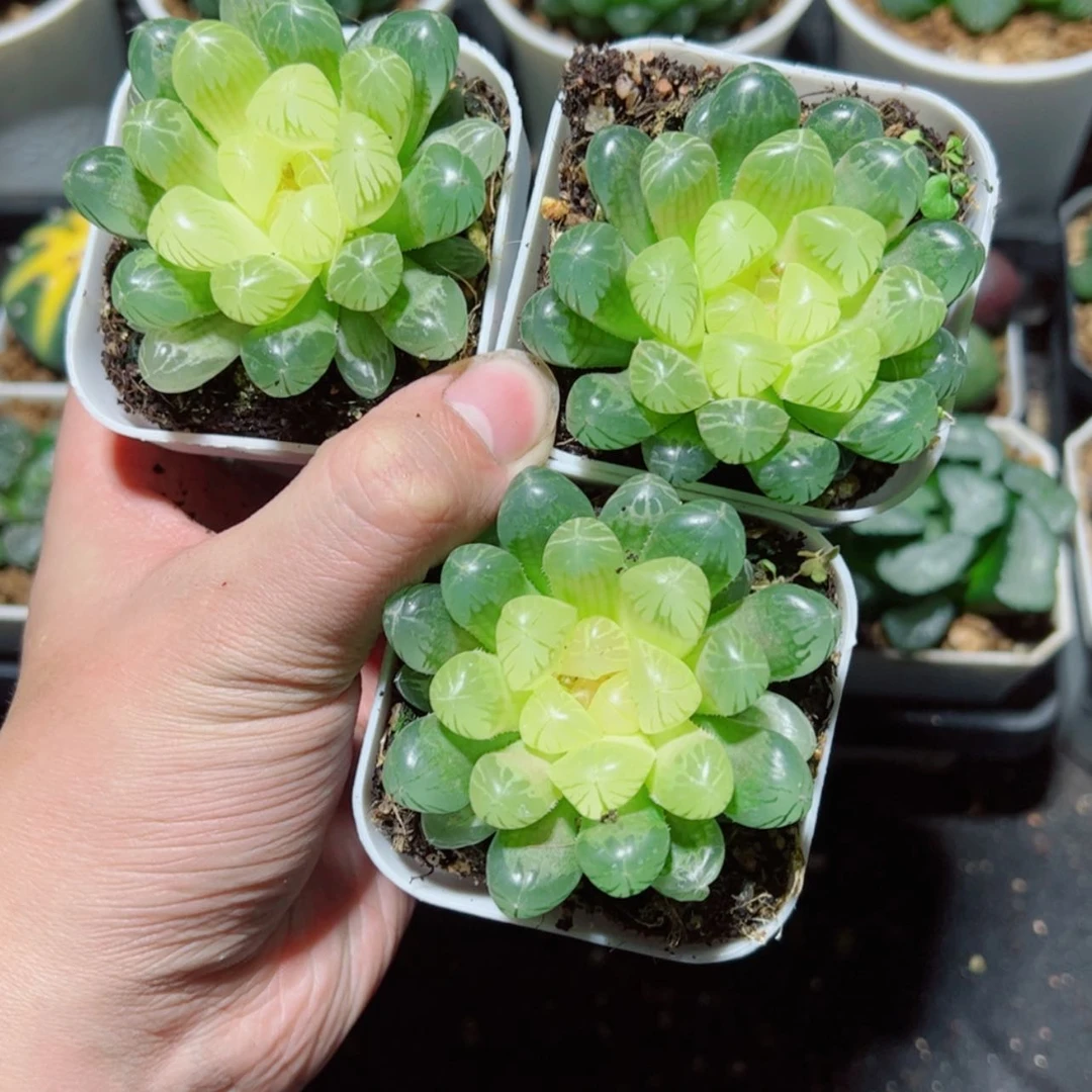 【闪购商品】琥珀玉露