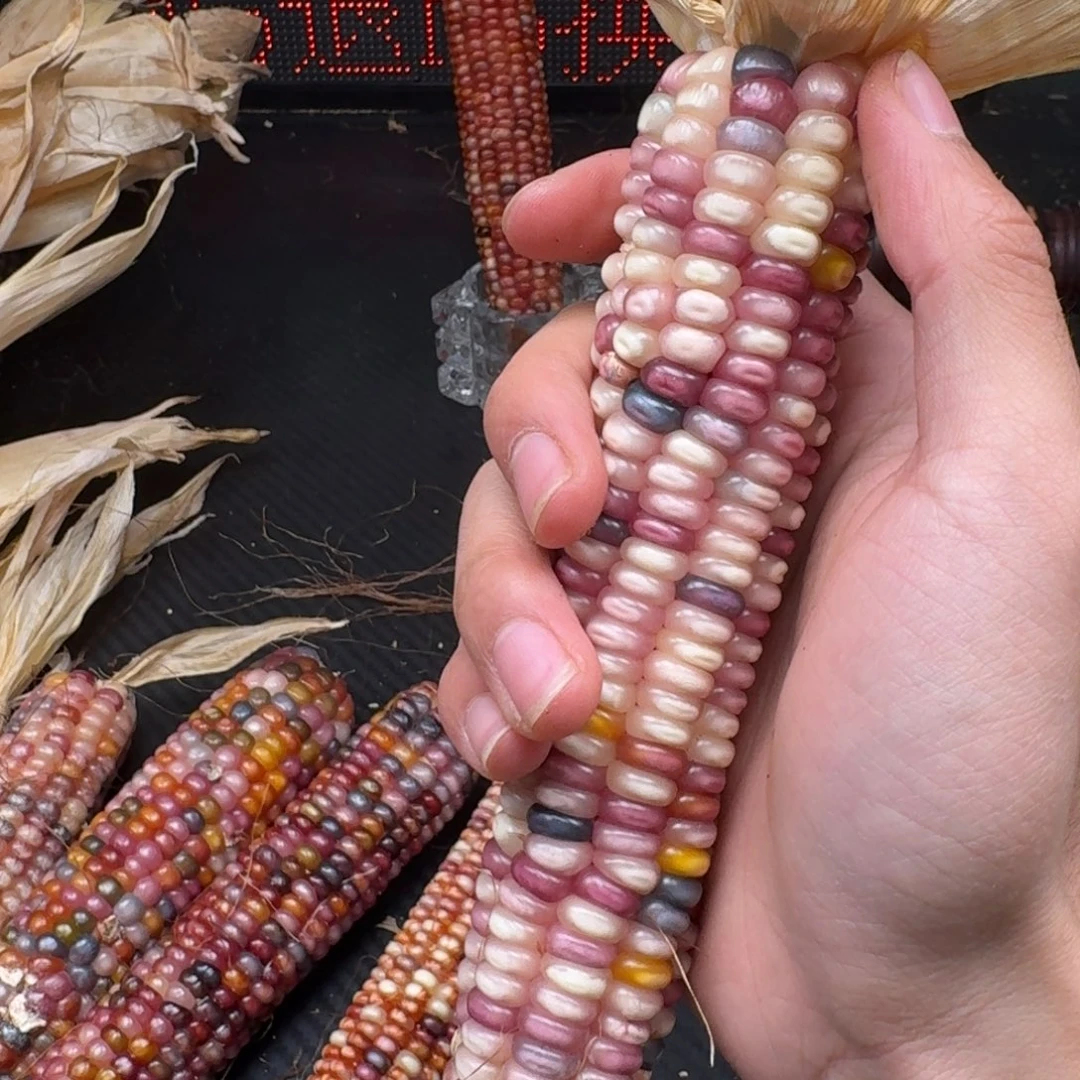 米***夏柏香籽/百香籽吊坠