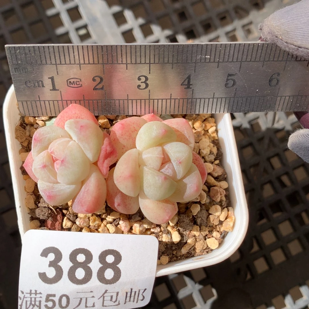 388。小脸糖心冰玉白底。