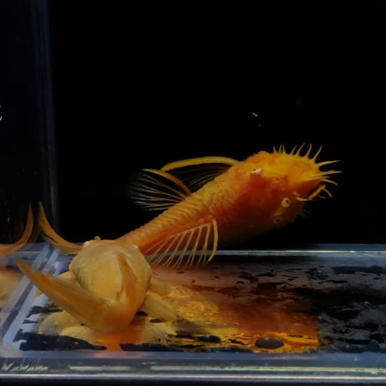 笑***生孔雀鱼胡子一对88888