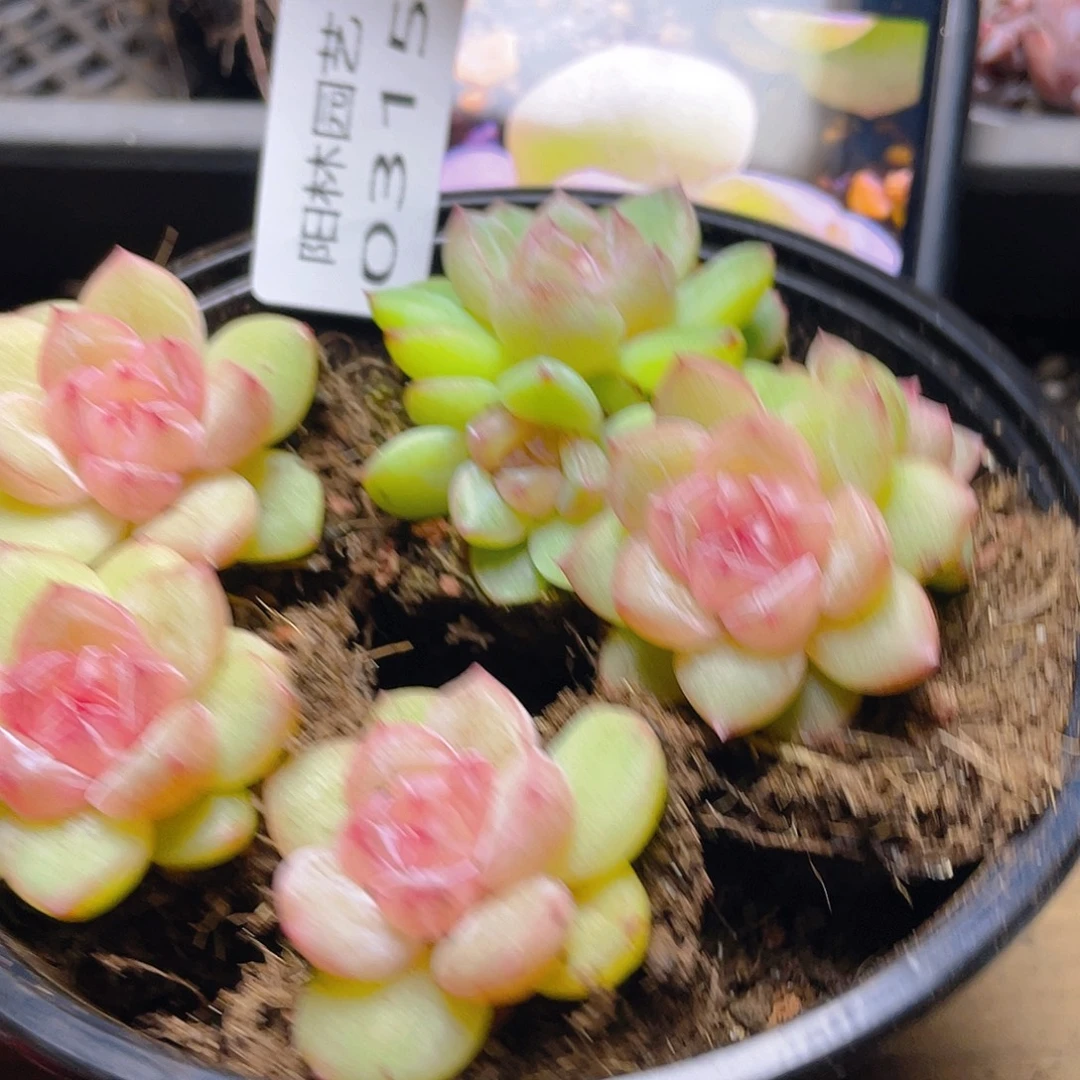 多肉植物多肉植物315