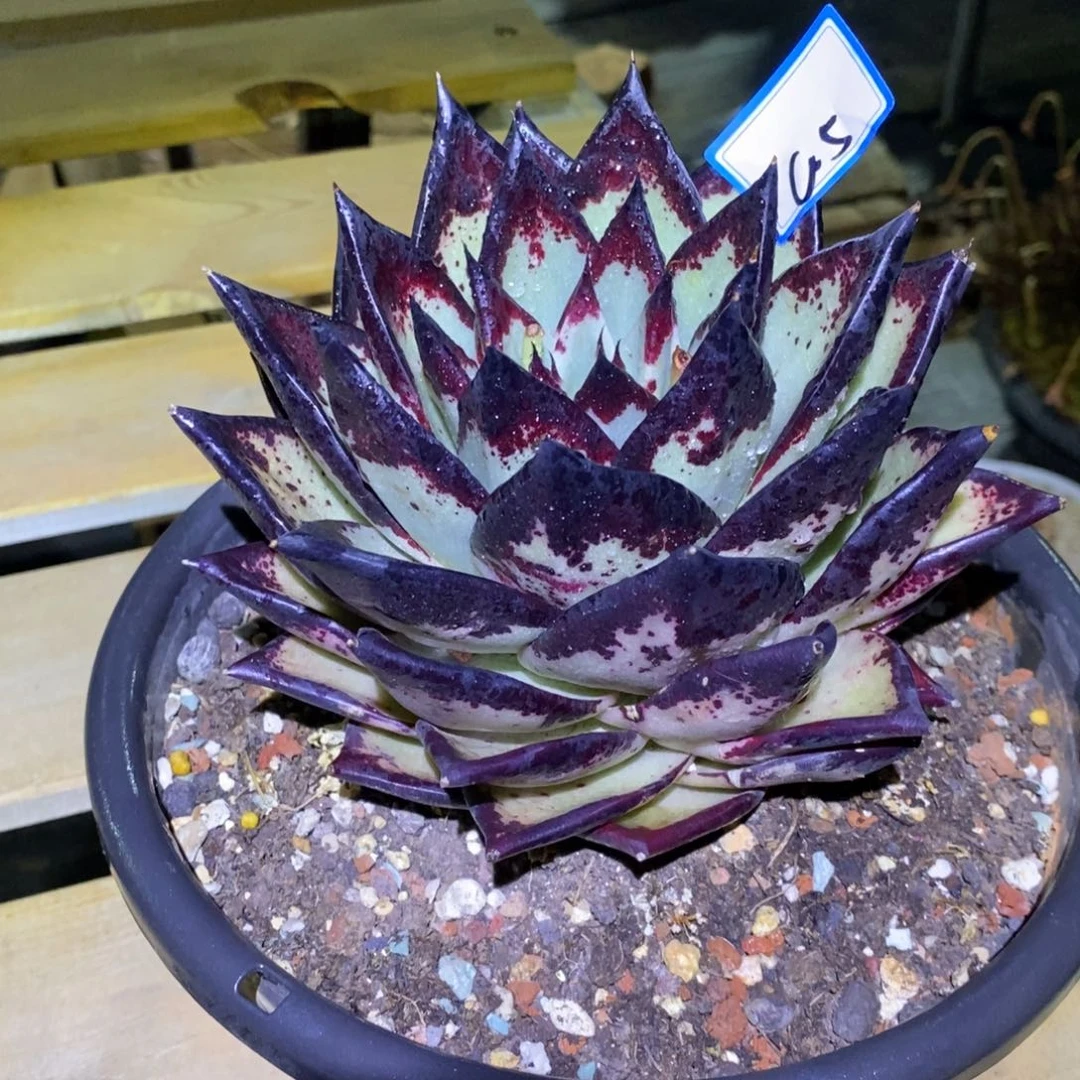 S****u福利美乌a5