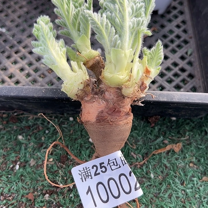 羽叶洋葵002，一物一拍