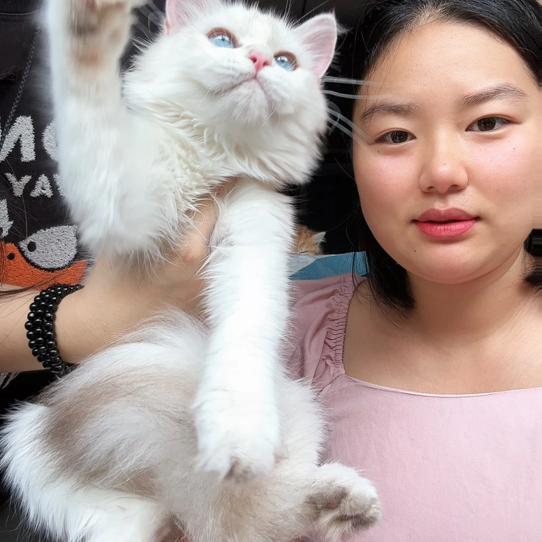 长毛金点妹妹一针