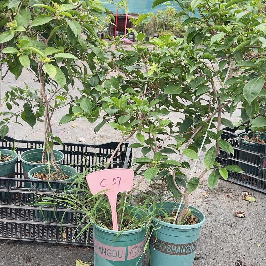 大部分花苞少量开放C57三角梅带竹一颗