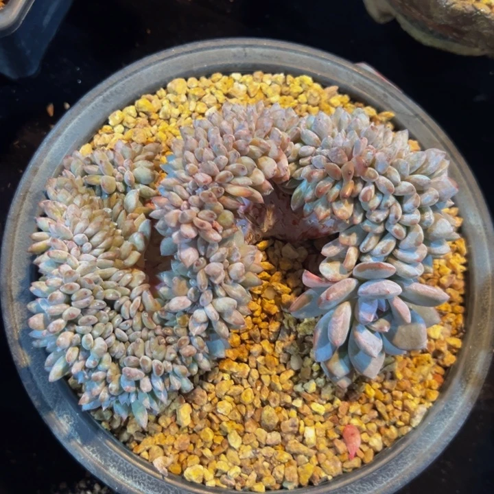 星影 琥珀 琥珀 琥珀