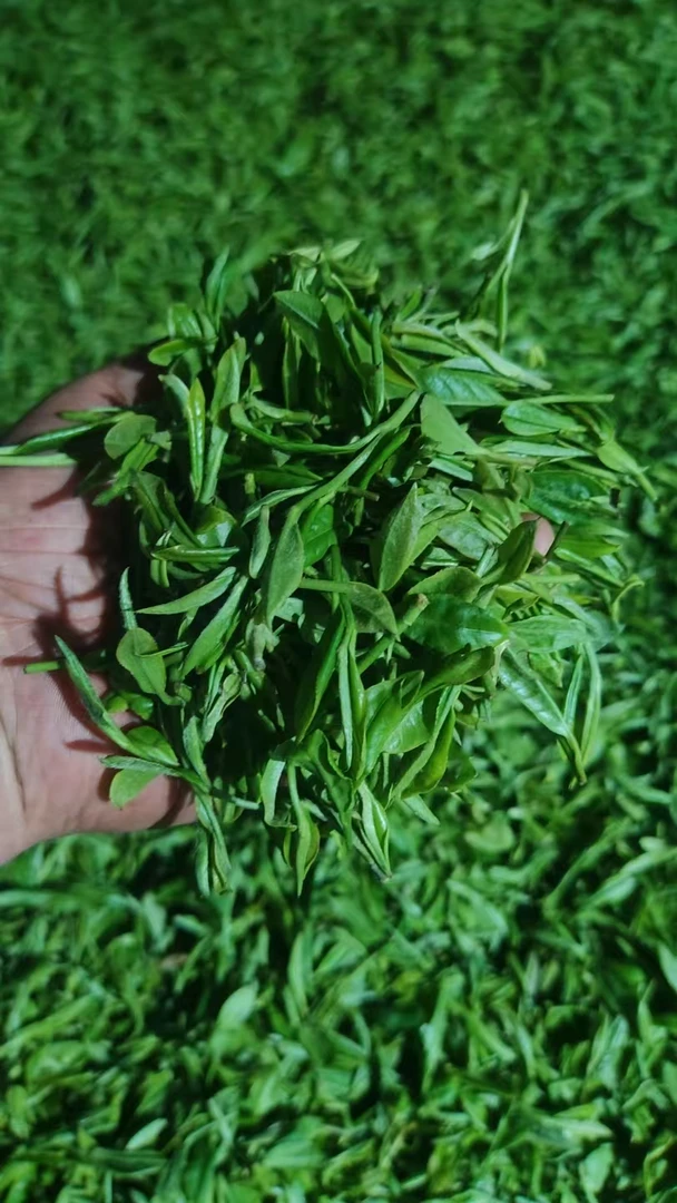 五峰高山绿茶平价芽毛尖