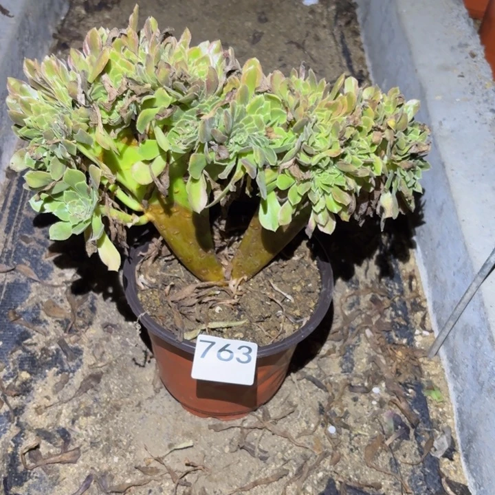 雅典娜缀多肉植物不包损763