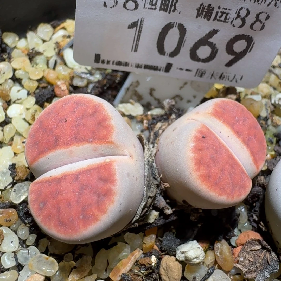 zzzz好货也清仓1069