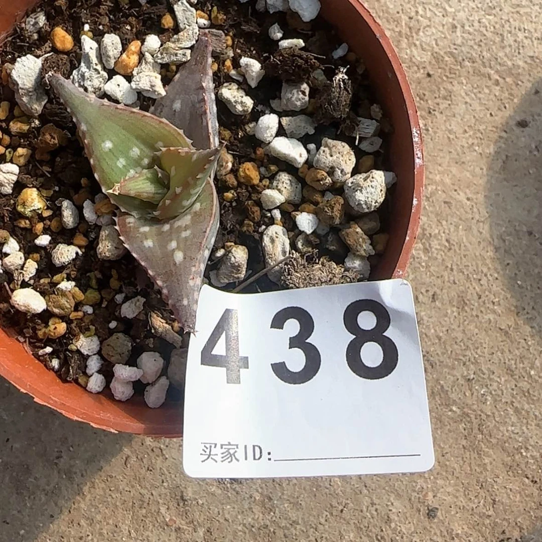 【闪购商品】用****字块根植物布纹球