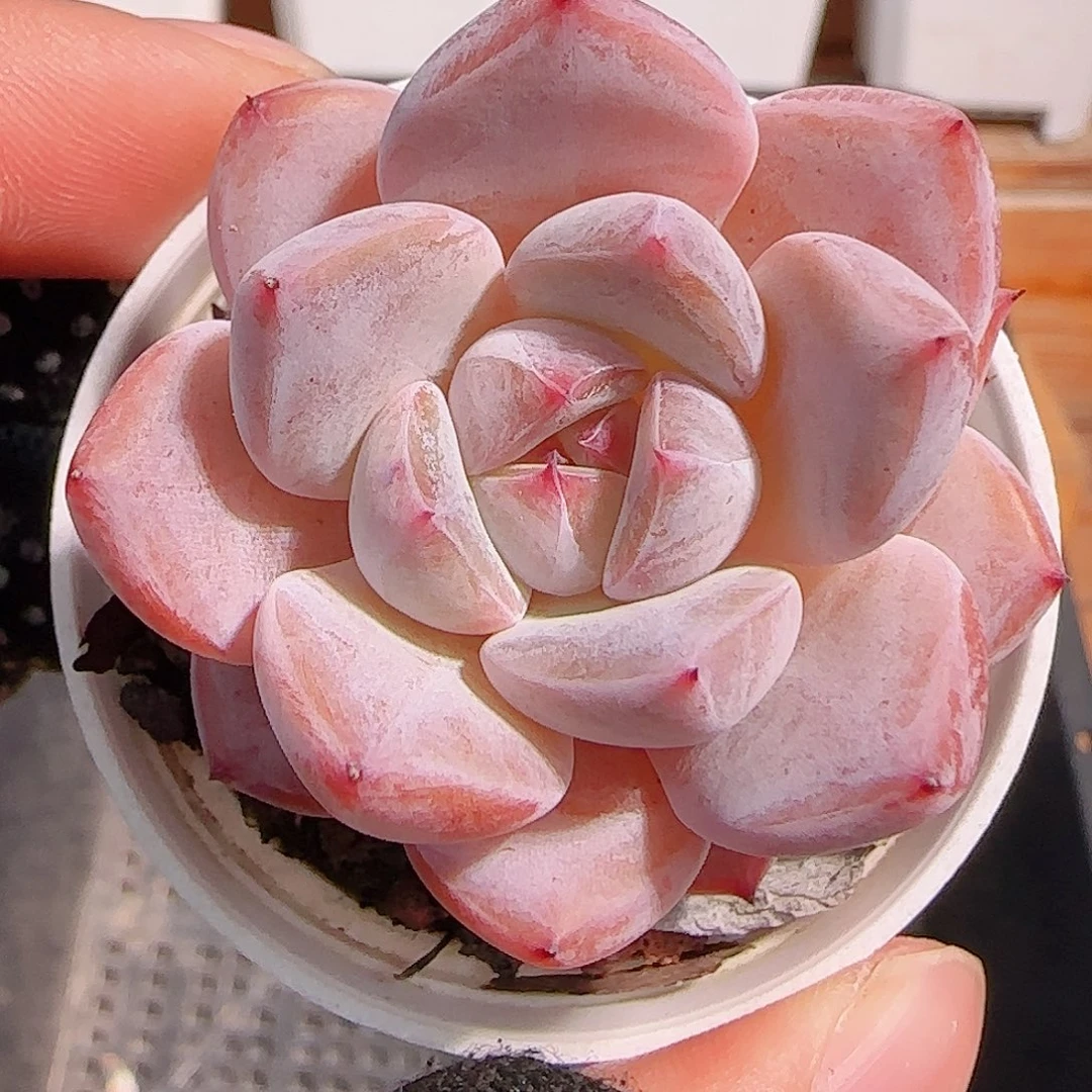 多肉1031--327福利