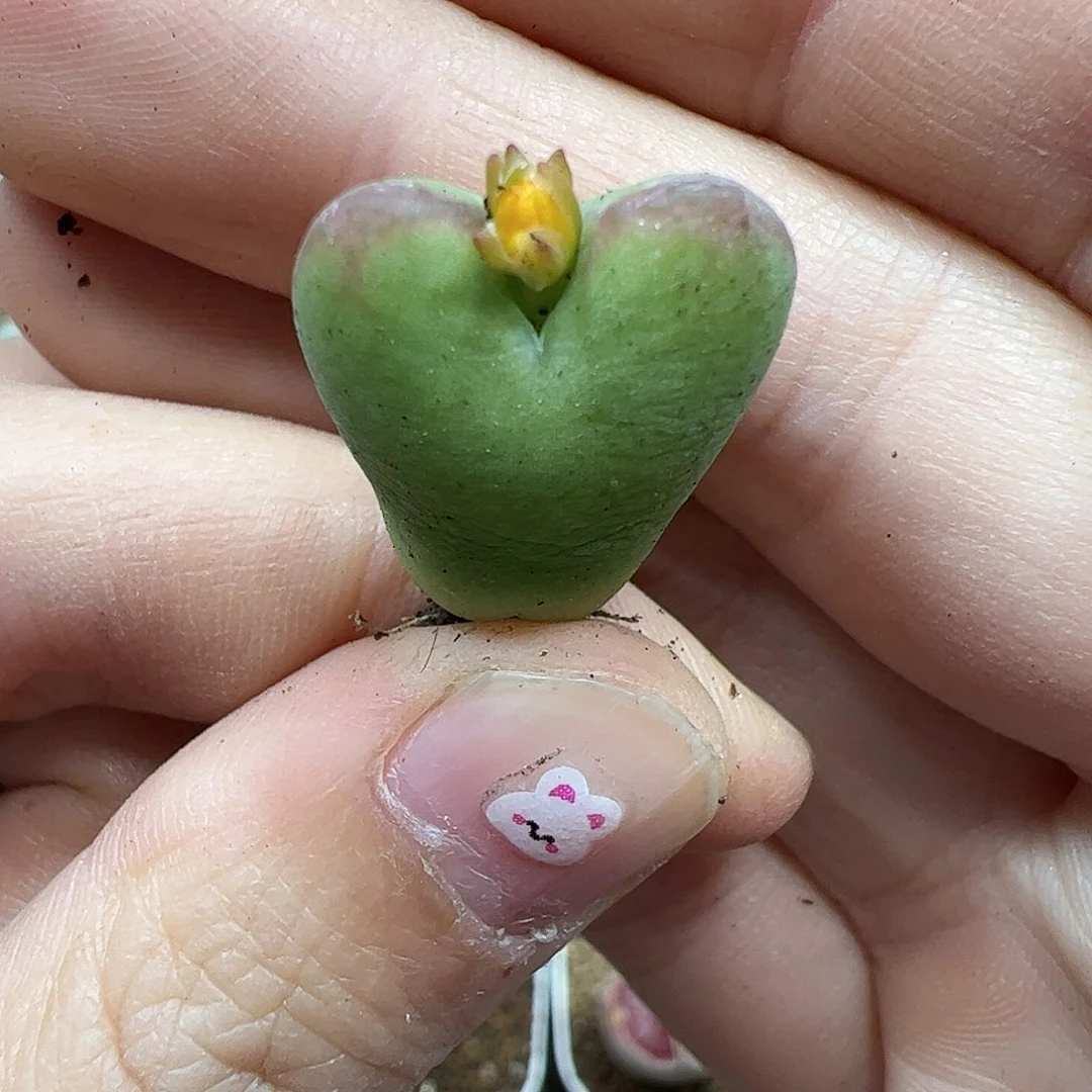 【闪购商品】27 将杂