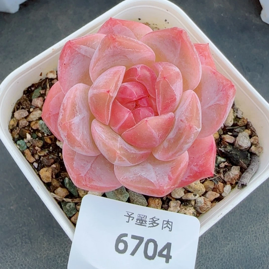 粉魄，6704多肉植物