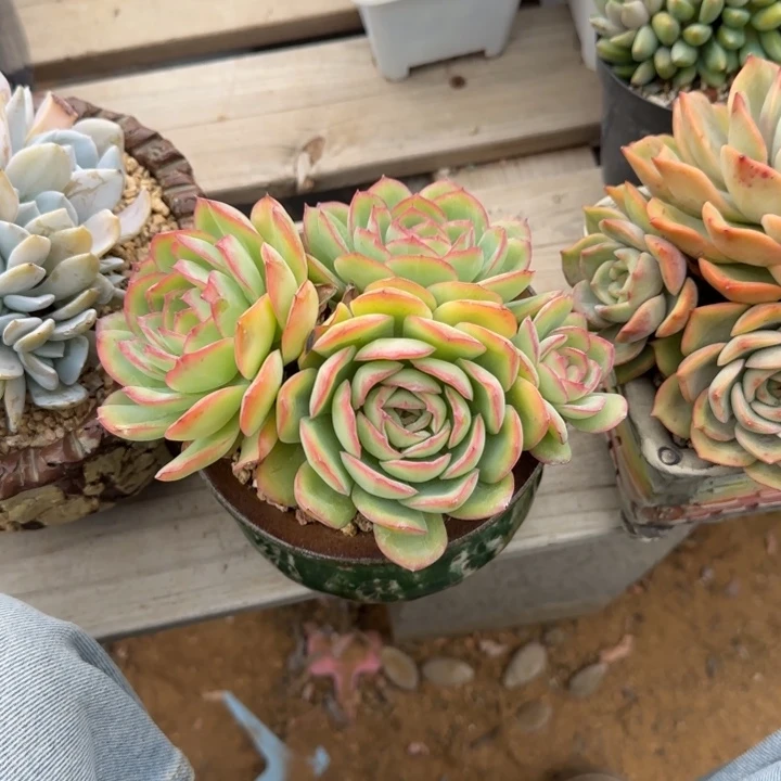 晨露老桩多肉五十包邮