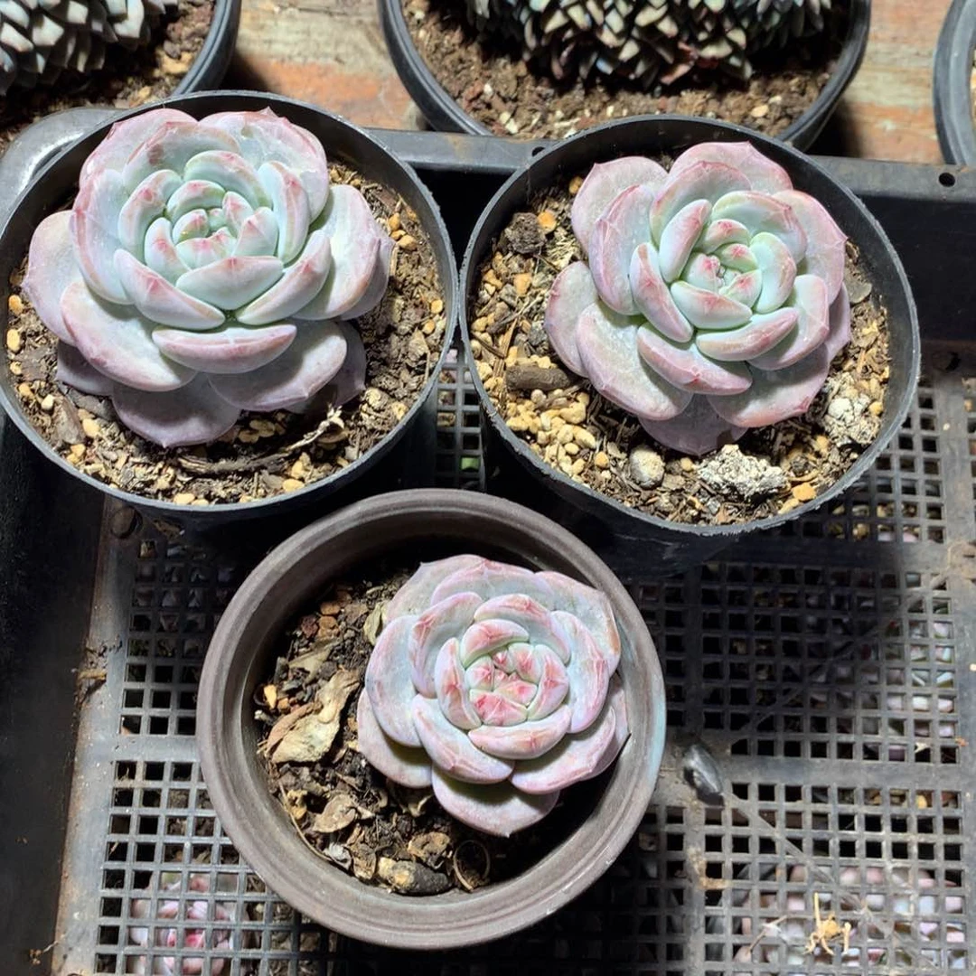 小蘑菇哈哈哈哈哈哈哈哈