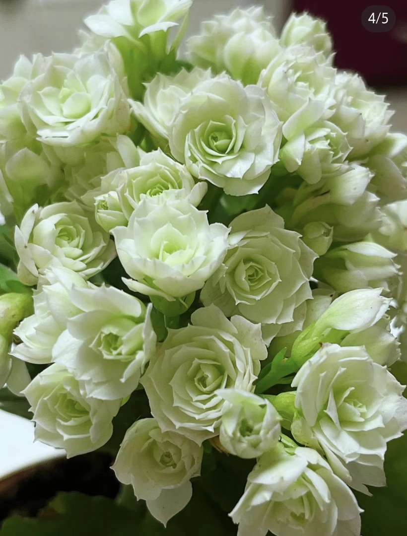 【新疆包邮】昊景绿巴黎长寿稀有品种