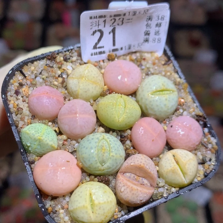 精品生石花123.21