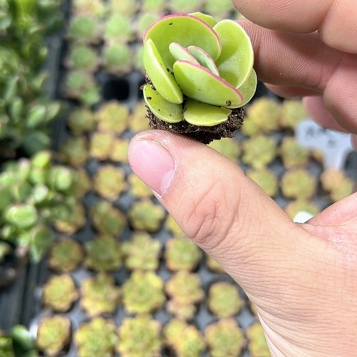日系白眉 满10颗包邮