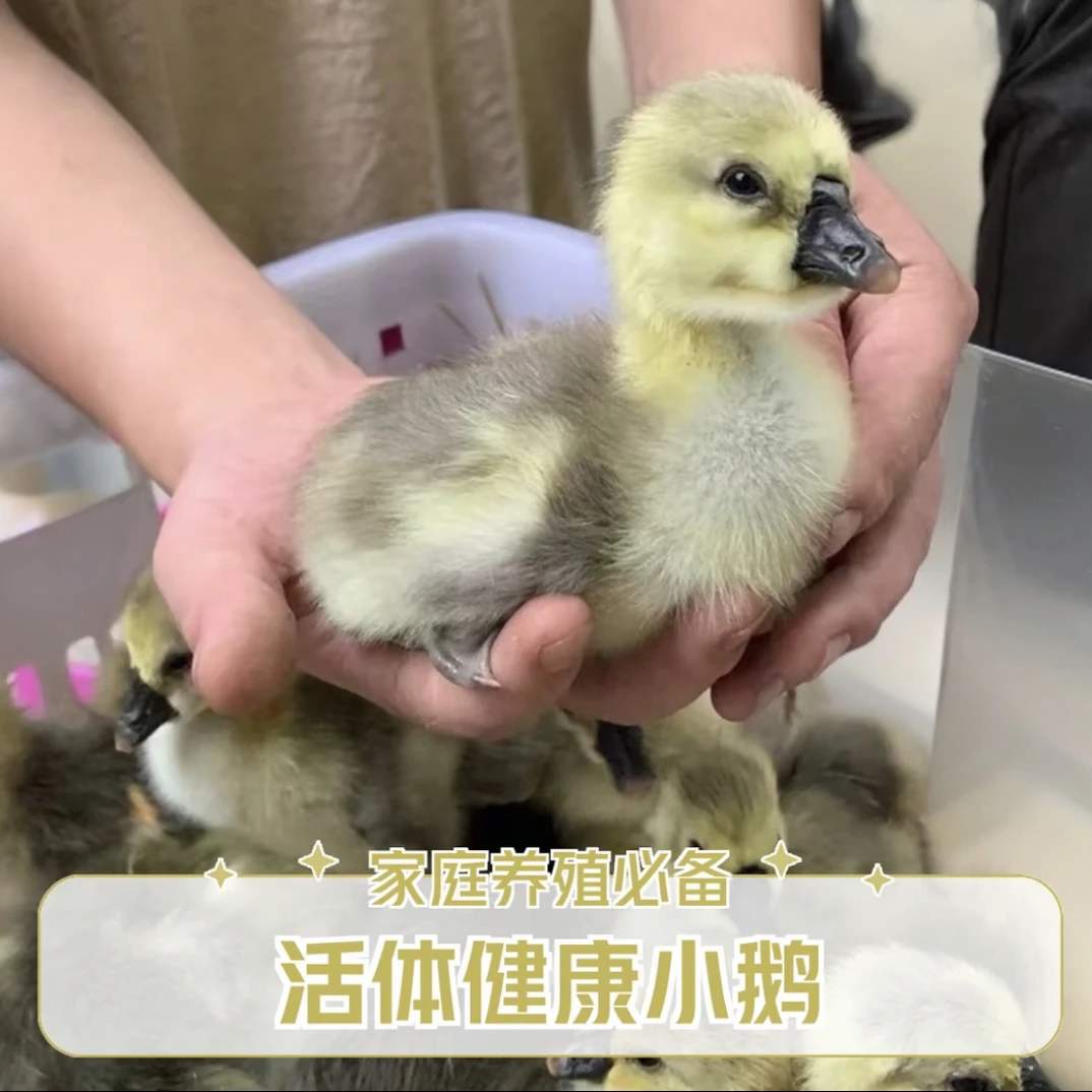 灰色出壳狮头鹅活体宠物鸭纯种狮头鹅大种鹅幼鹅小肉鹅顺丰包邮